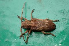 Pterolophia annulata