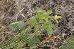 Rubus affinis