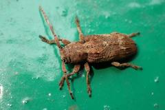 Pterolophia annulata