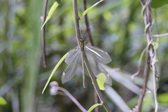 Banyutus lethalis