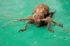 Pterolophia annulata