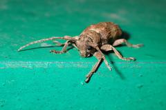 Pterolophia annulata