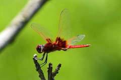 Urothemis luciana