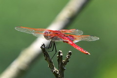 Urothemis luciana