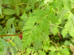 Valeriana chaerophylloides
