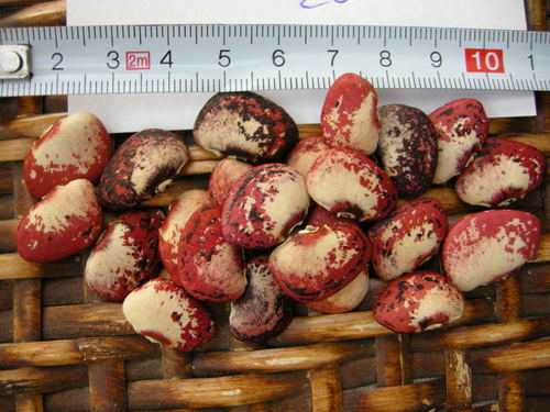 Phaseolus lunatus