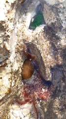 Actinia cari