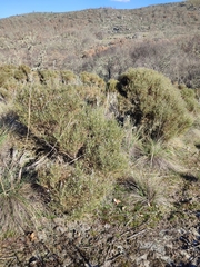 Echinospartum ibericum
