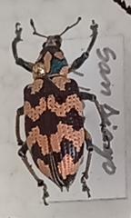 Tetrabothynus spectabilis