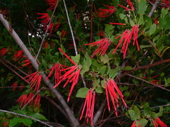 Tristerix corymbosus