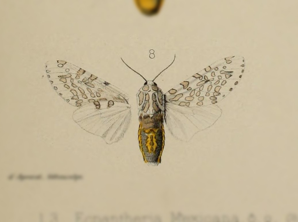 Hypercompe detecta