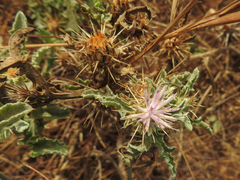 Image of Centaurea perrottettii