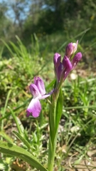 Anacamptis laxiflora