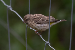 Crithagra atrogularis impigra