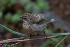 Crithagra atrogularis impigra