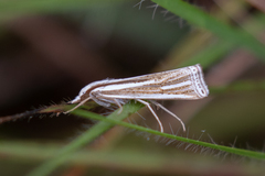 Ancylolomia prepiella