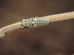 Psyllobora bisoctonotata