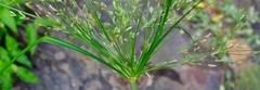Cyperus leptocladus