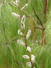 Salix paradoxa