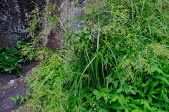 Cyperus leptocladus