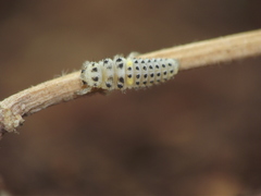 Psyllobora bisoctonotata