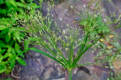 Cyperus leptocladus