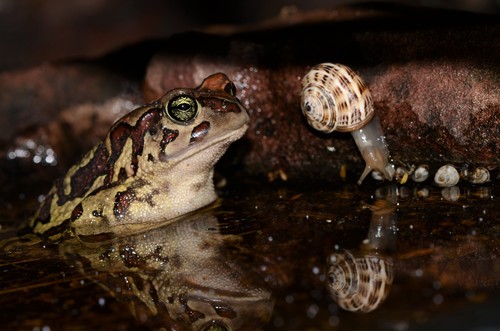 August Toad, Sclerophrys pantherina
