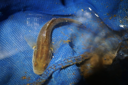 Madagascar sleeper (Ratsirakia legendrei) — Eleotridae