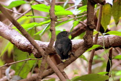 Hypocnemoides melanopogon