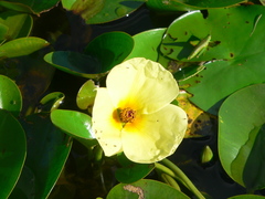 Hydrocleys nymphoides