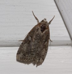 Anaplectoides pressus