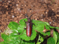 Cyriopalus
