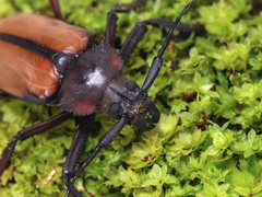 Rhaphipodus suturalis