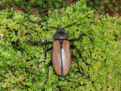 Rhaphipodus suturalis