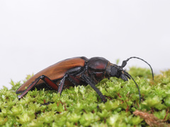 Rhaphipodus suturalis