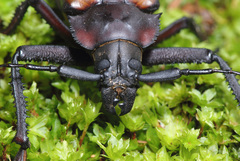 Rhaphipodus suturalis