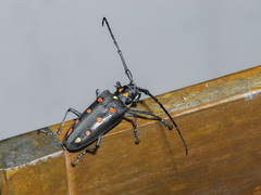 Batocera parryi