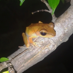 Polypedates megacephalus