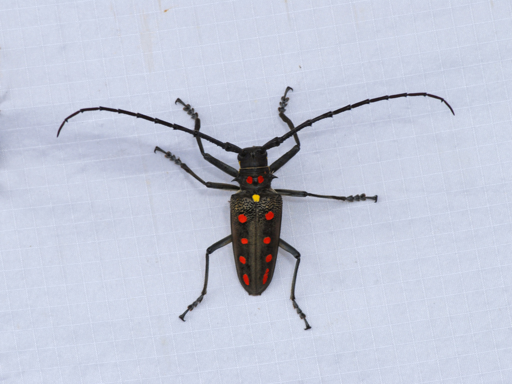 Batocera parryi from Brinchang Bungalow, Fraser's Hill, Malaysia on ...