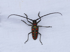 Batocera parryi