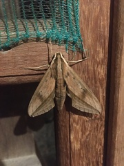 Xylophanes anubus