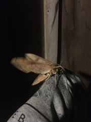 Xylophanes anubus