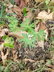 Geranium carolinianum carolinianum
