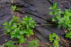 Senecio pleistocephalus