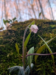 Hepatica americana