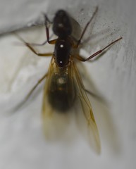 Camponotus inaequalis