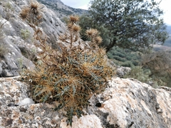 Ptilostemon hispanicus