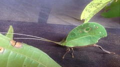 Typophyllum mortuifolium