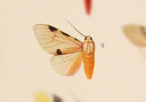 Hypercompe turruptianoides