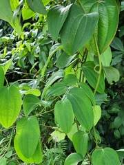 Smilax setosa